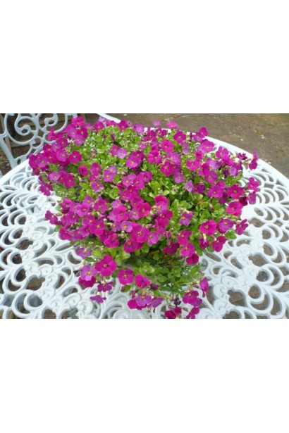 Обрієта з ніжно-рожевими квітами